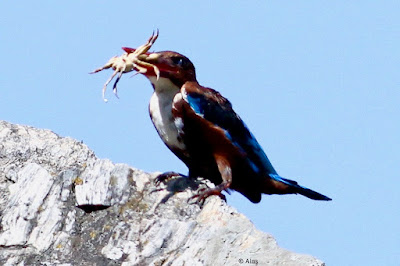 White-throated Kingfisher