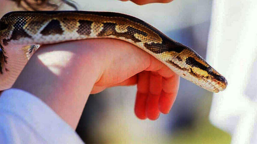 snakes, best pets, small pets, small animals for pets, small pets at home, best pets to keep at hom