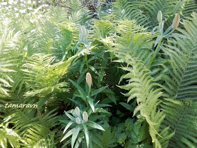 Лилия пенсильванская / Лилия даурская (Lilium pensylvanicum, =Lilium dauricum)