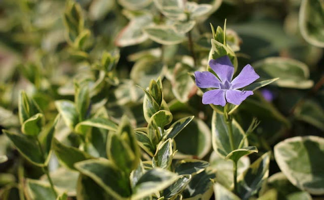 Vinca Major Variegata