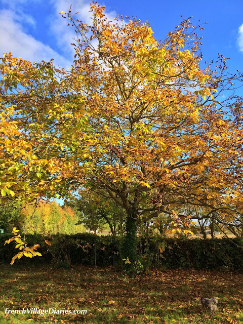 French Village Diaries Autumn colours Deux Sevres