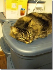 maine coon