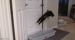 Gatito inteligente llamado 'Mulder' ha descubierto cómo abrir puertas