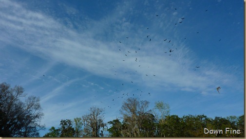 Chassahowitzka  River_028