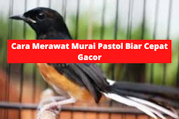 Cara Merawat Murai Pastol Biar Cepat Gacor