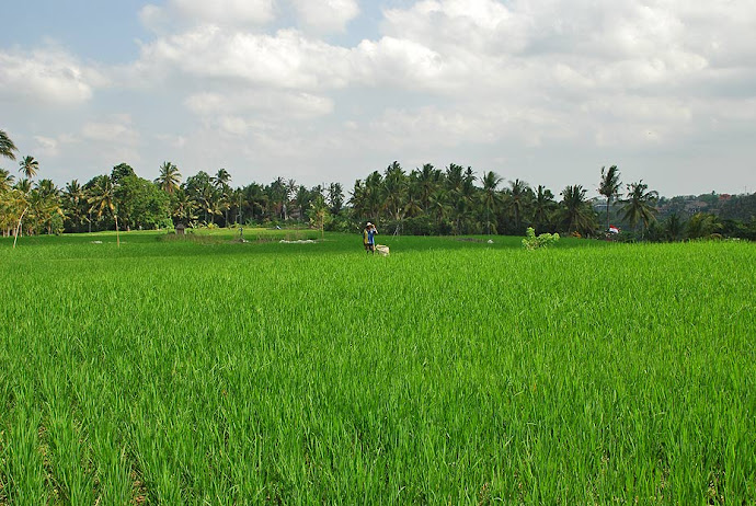 Campo de arroz