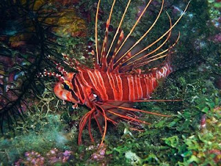 Lion fish