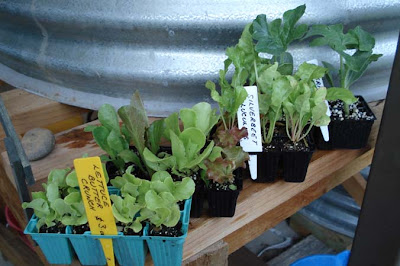 A bit of aquaponics gardening