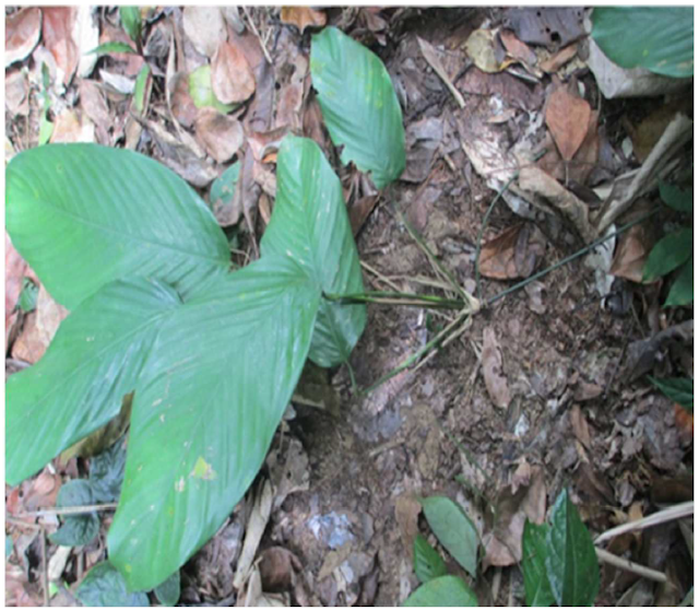 Identification and marketing of Marantaceae in the Ndjolé area, in central Gabon | IJAAR 2022