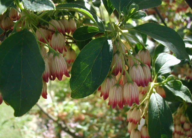 Raato Anger,  अङ्गेर रातो, रक्तअङ्गेर, Enkianthus deflexus,