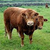 Sapi Limousin Dengan Berat 351 - 400 Kg