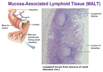 Le tissu lymphoïde annexé aux muqueuses