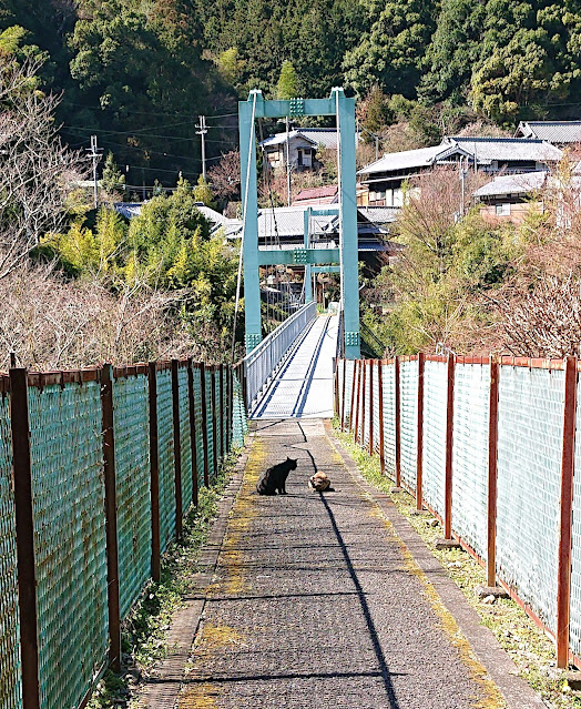 滝畑ダム(河内長野市)