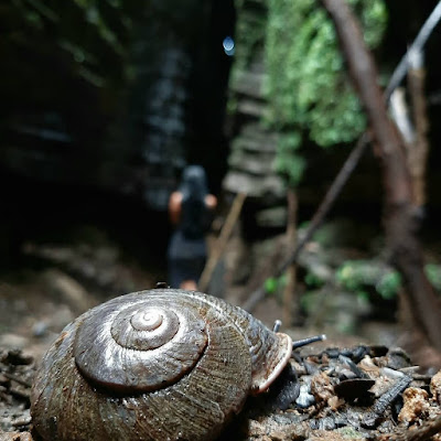 Un caracol o churo de la Amazonía destaca en primer plano frente al fascinante laberinto natural de "El Churo".