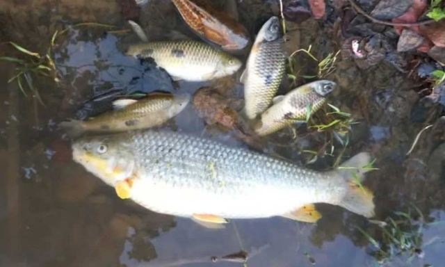 Mortandade de peixes no Rio São Francisco assusta moradores da zona rural de Juazeiro (BA)