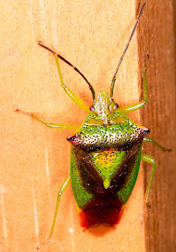 Hawthorn Shieldbug, Acanthosoma haemorrhoidale.  In my garden light trap in Hayes on 13 June 2015