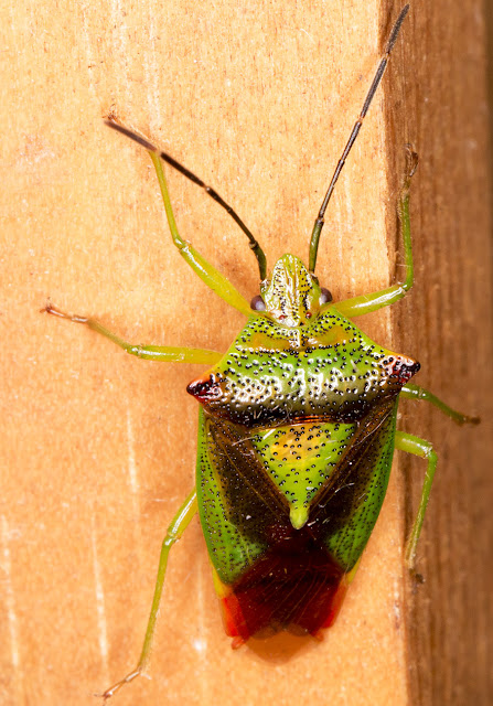 Hawthorn Shieldbug, Acanthosoma haemorrhoidale.  In my garden light trap in Hayes on 13 June 2015