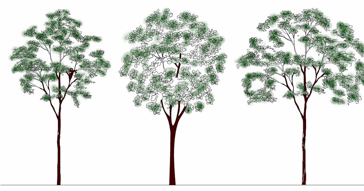 Tree CAD Blocks Elevation Tree 3 m 001 Free 2D 3D 