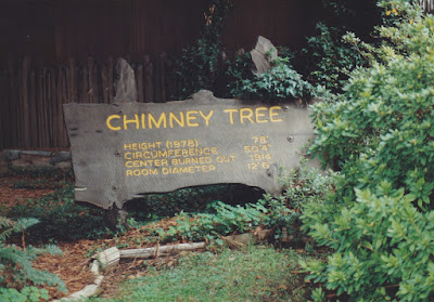 The Living Chimney Tree in Phillipsville, California, on March 19, 1992