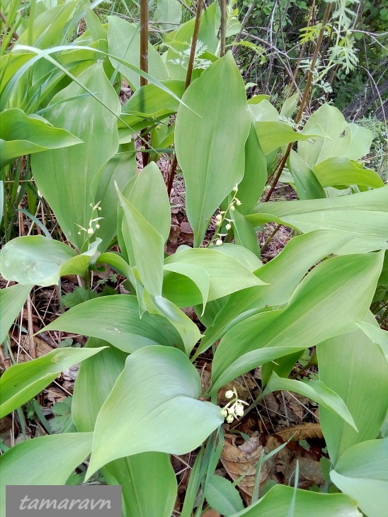 Ландыш Кейзке / Ландыш маньчжурский (Convallaria keiskei)