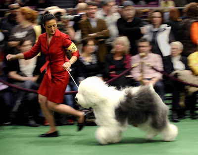 Annual Westminster Kennel Club Dog Show 2010