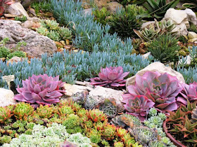 Sherman Garden Succulents