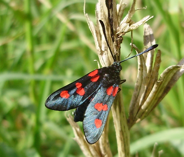 Zygaena trifolii