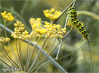 most beautiful photos for animals and insects