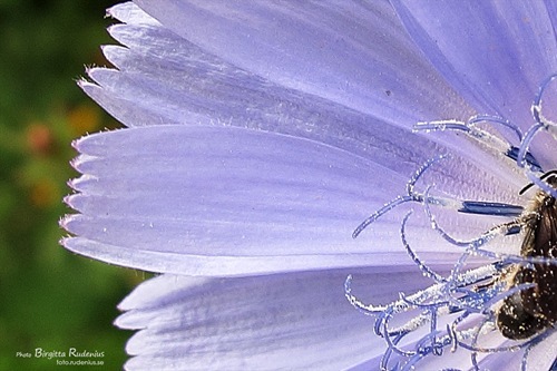 fototriss_20110619_1