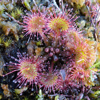 Droséra à feuilles rondes - Drosera rotundifolia