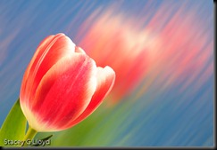 Blog_20100215_3