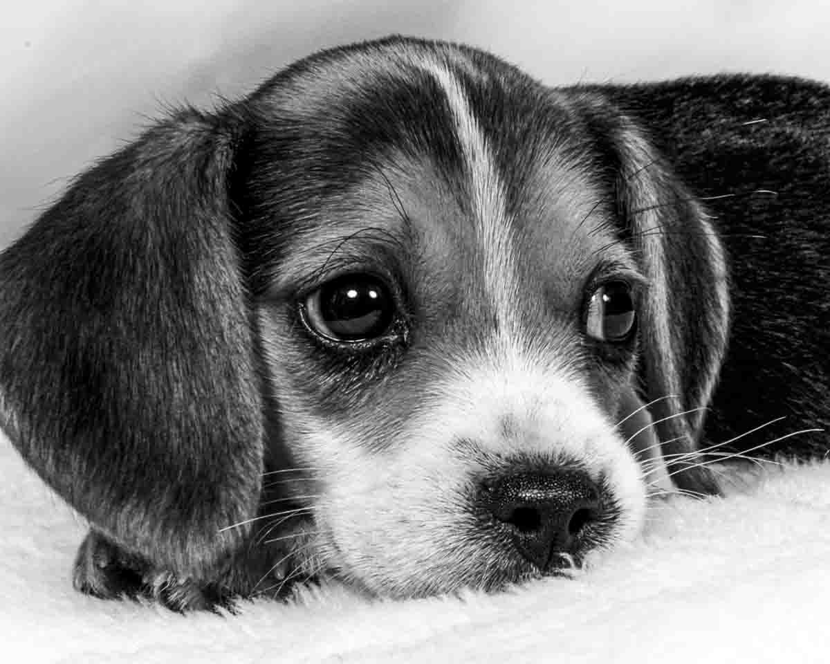 Retrato perro personalizado - Beagle