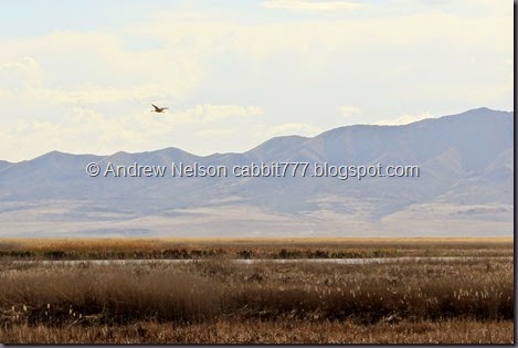 IMG_3601 - Copy