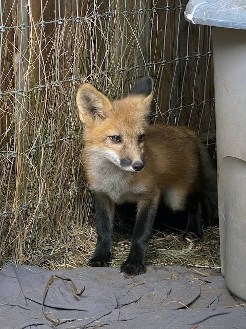 Wild About Wildlife Month: Rideau Valley Wildlife Sanctuary's adorable baby foxes