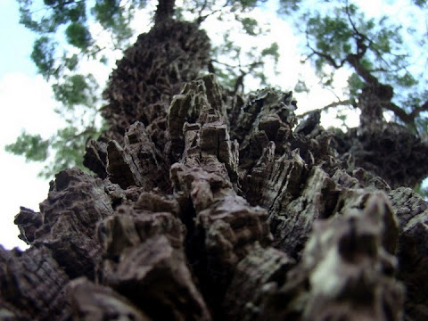 casca grossa (súber) do  tronco da árvore do Cerrado