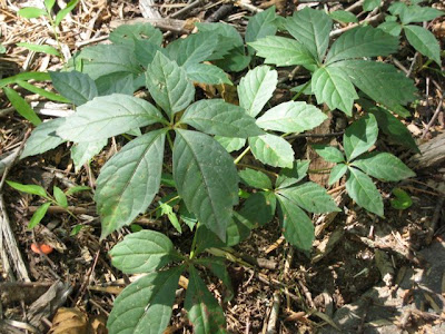 large poison ivy vine. poison ivy vine pictures.