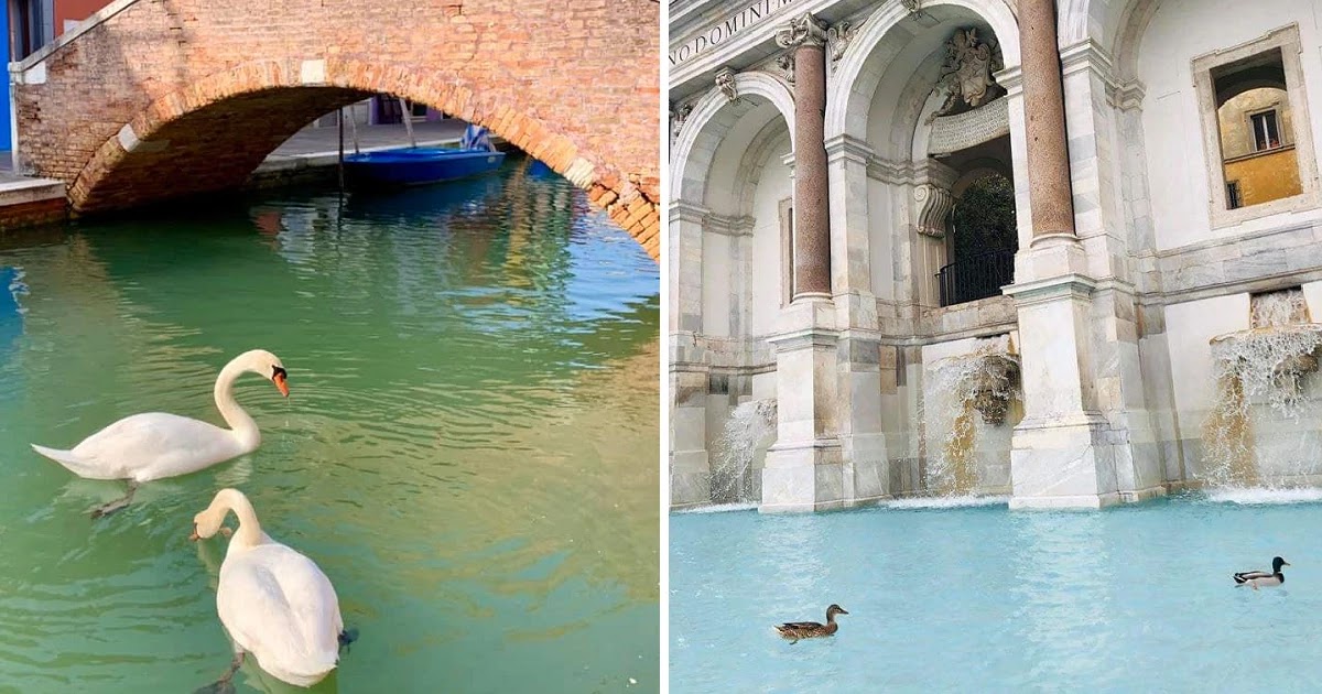 Fish, Dolphins, And Swans Swim In Crystal Clear Post Corona Virus Venice Canals