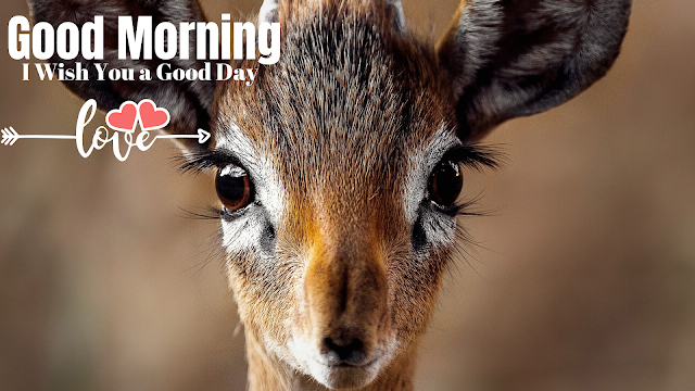Good morning images with Deer. Good morning  Images