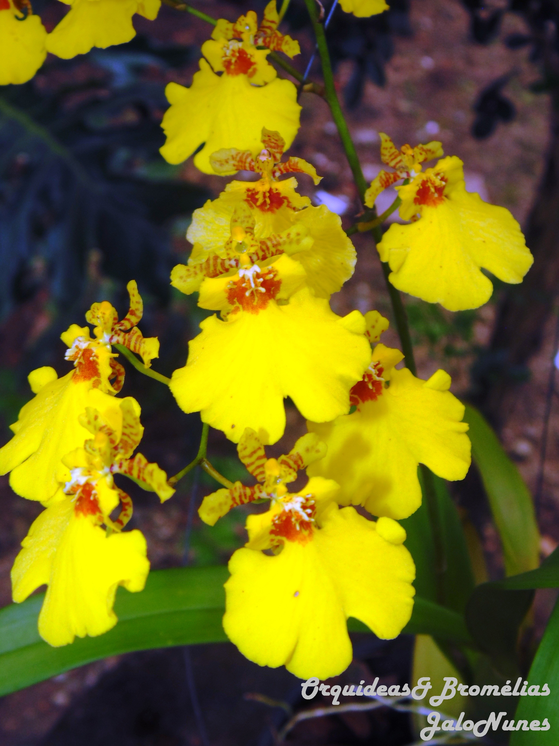 ORQUÍDEAS * BROMÉLIAS: Oncidium aloha - flores 2021/2022