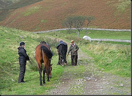 Cheviots Oct 2011 003