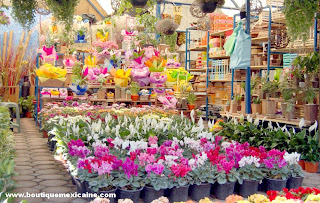 plantes xochimilco