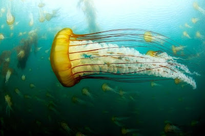 foto: Box jellyfish