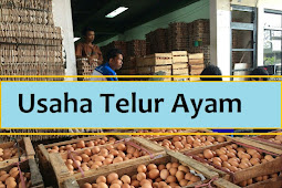 Menilik Potensi Perjuangan Ternak Telur Ayam Rumahan