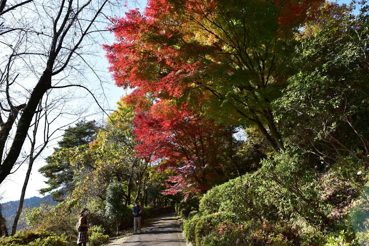 城峰公園の紅葉4