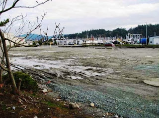 Photo of cleanup site at the former Custom Plywood site in Anacortes