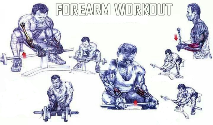 Bodybuilding Chest Exercises Chart