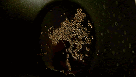 the pop culture cynic tpcc lime pickle sizzling mustard seeds gif