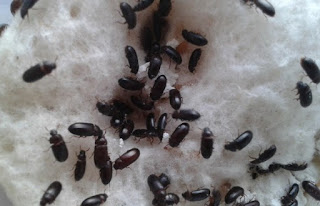 Apakah benar Semut Jepang bisa Menyembuhkan Diabetes? Cek Penjelasannya