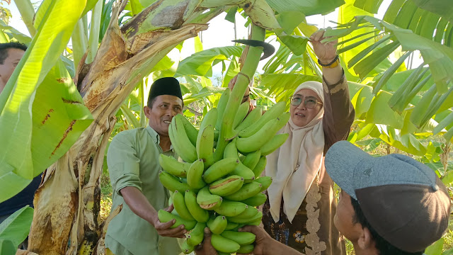 Hari Tani Nasional Ke-63, Pemkab Sumenep Mulai Perhatikan Perkembangan Pisang Cavendish di Pakandangan Sangrah 