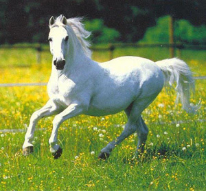 my white horse